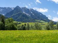 Gelbe Hahnfußwiese bei Walchsee mit Teleblick zum Zahmen Kaiser - Tirol